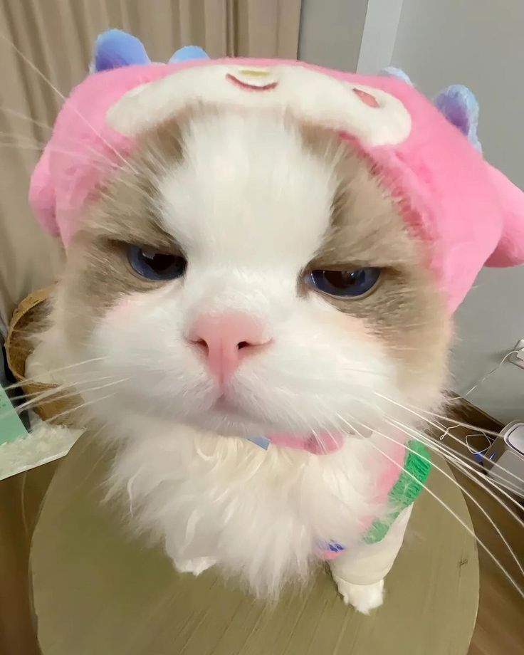 Hình Ảnh Con Mèo Cute 1