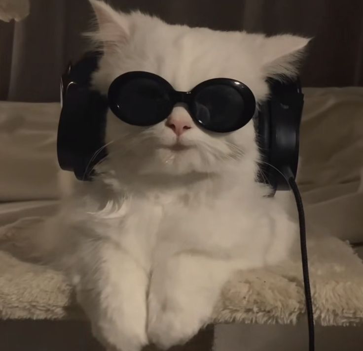 Hình Ảnh Con Mèo Ngầu 1