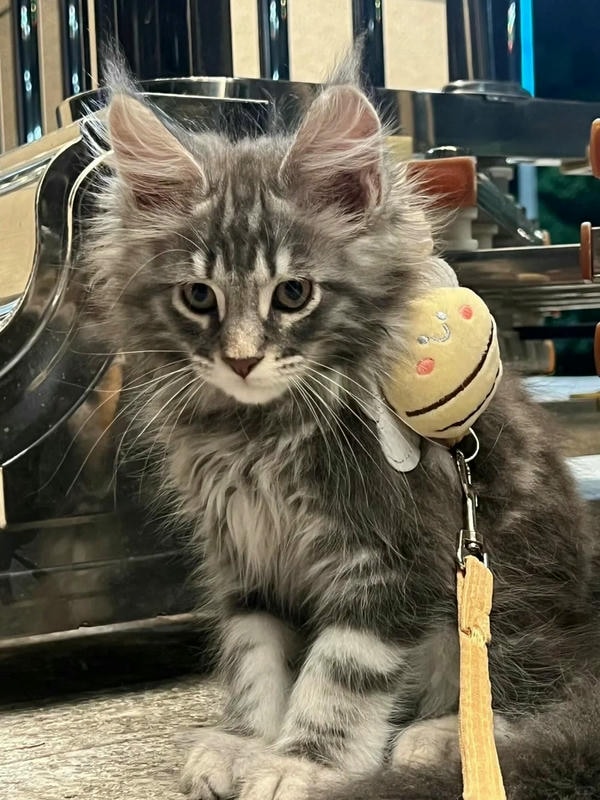 ảnh con mèo ngầu 10