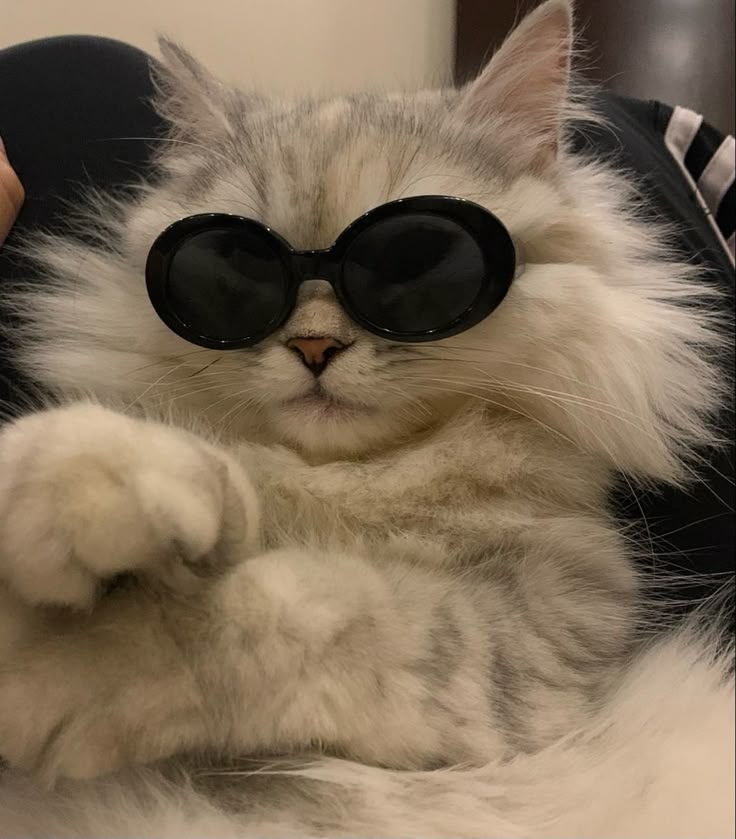 Hình Ảnh Con Mèo Ngầu 4