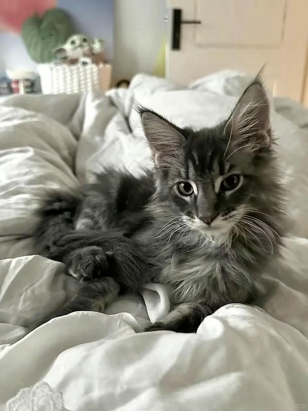 ảnh con mèo ngầu 13