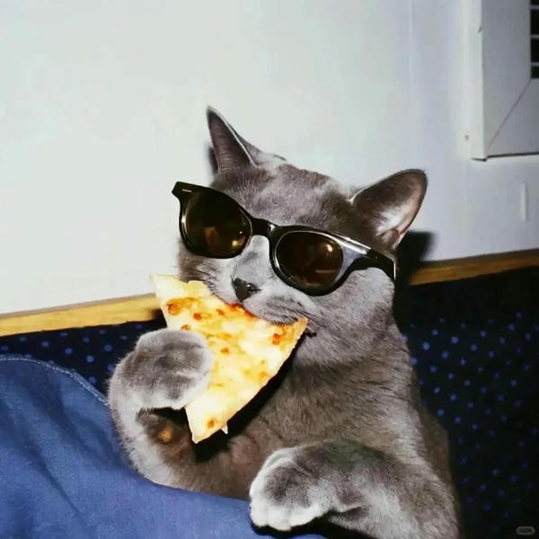 ảnh con mèo ngầu 14