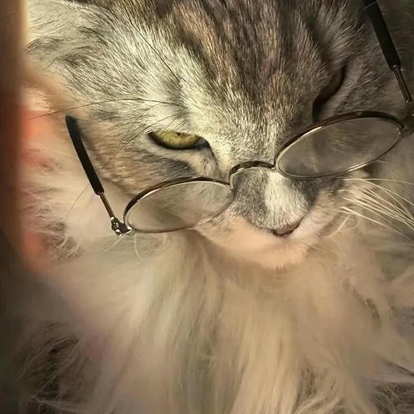 ảnh con mèo ngầu 17