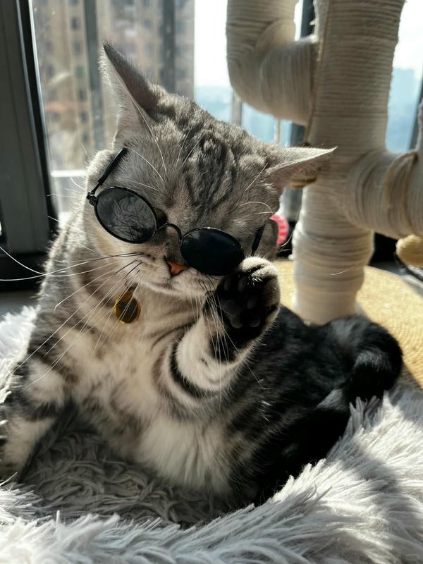 ảnh con mèo ngầu 27