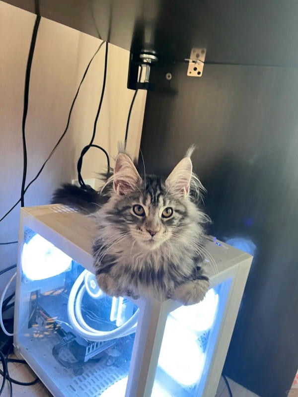 ảnh con mèo ngầu 28