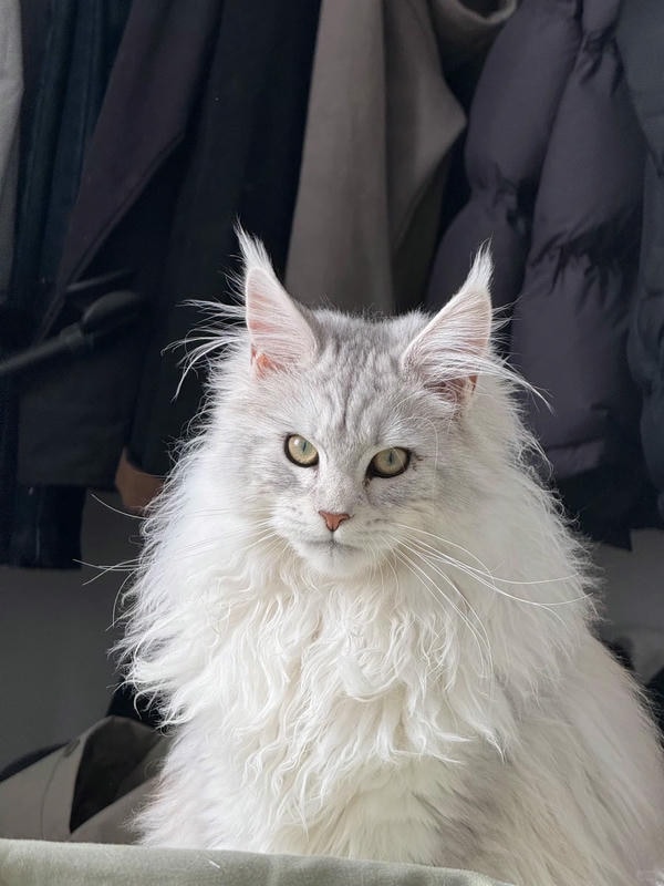 ảnh con mèo ngầu 29