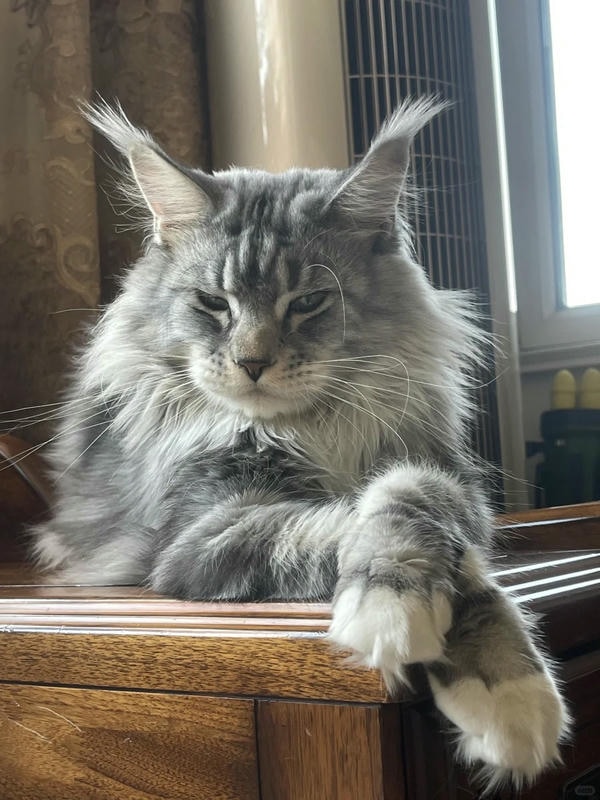 ảnh con mèo ngầu 30