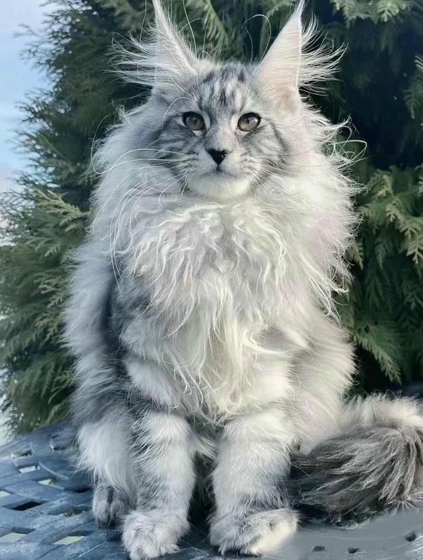 ảnh con mèo ngầu 36