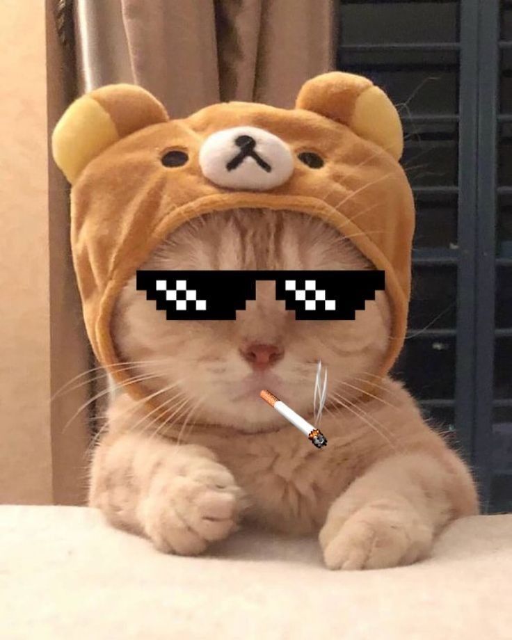 Hình Ảnh Con Mèo Ngầu 12