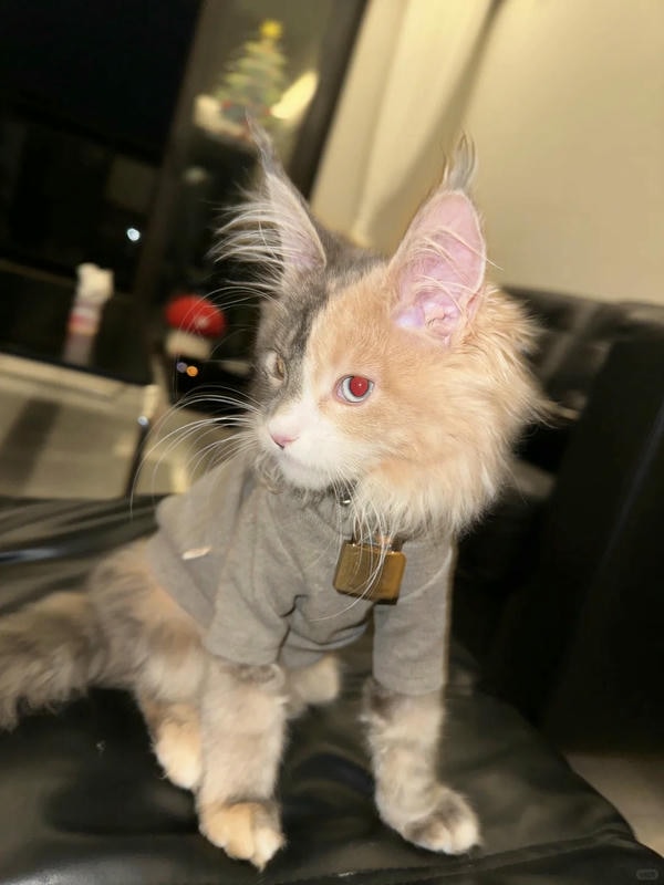 ảnh con mèo ngầu 5