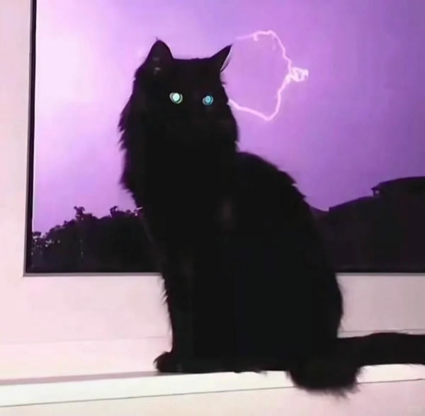 ảnh con mèo ngầu 7