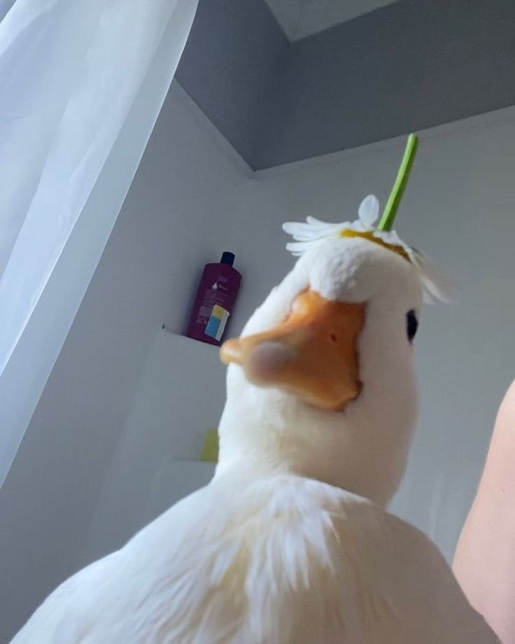 Hình Ảnh Con Vịt 14