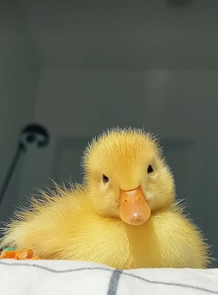 Hình Ảnh Con Vịt 15