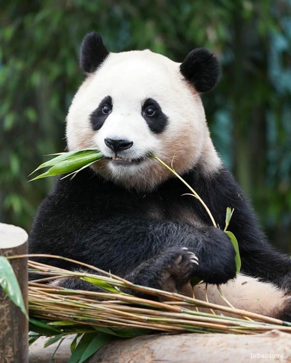 Hình ảnh gấu trúc 4