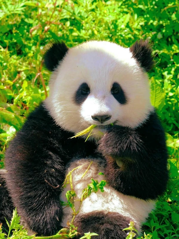 Hình ảnh gấu trúc 13