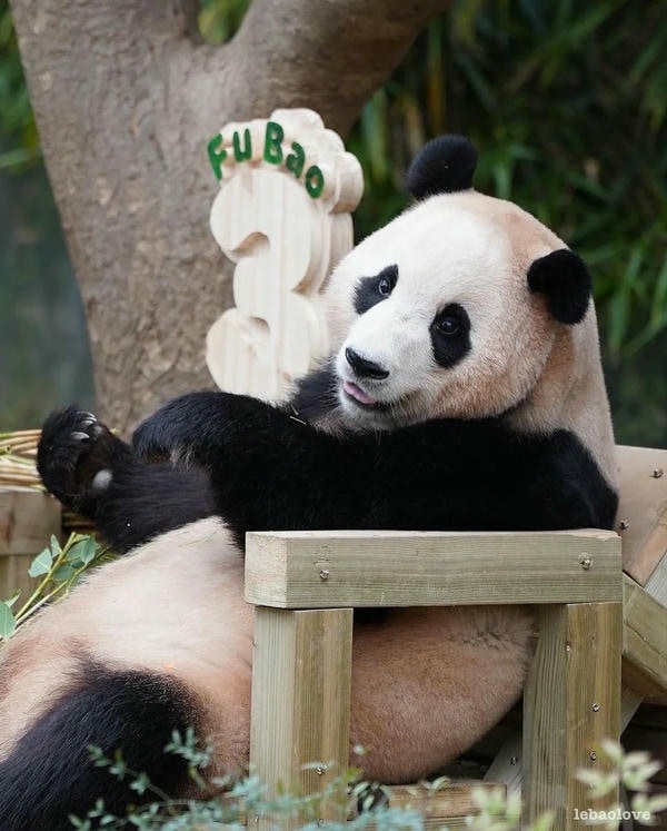 Hình ảnh gấu trúc 5