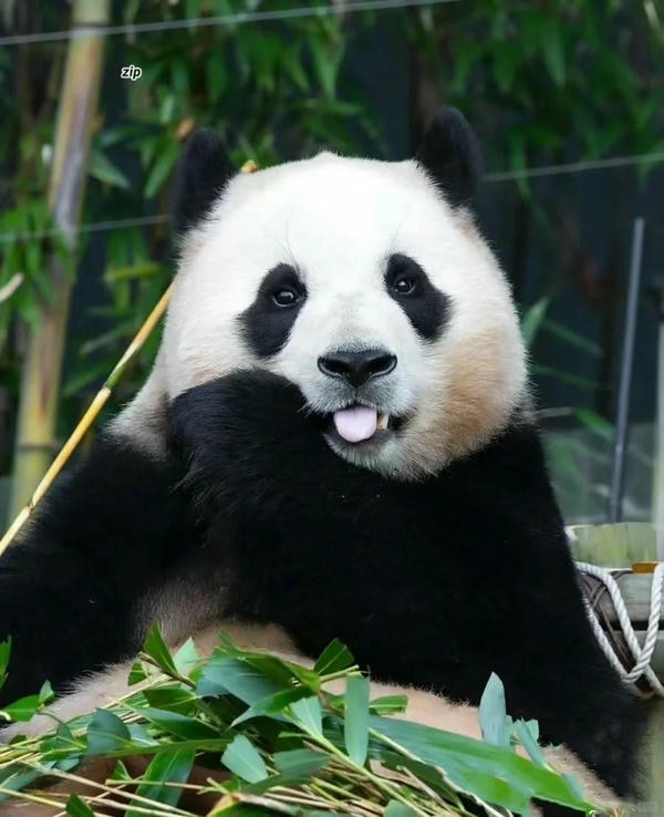 Hình ảnh gấu trúc 22