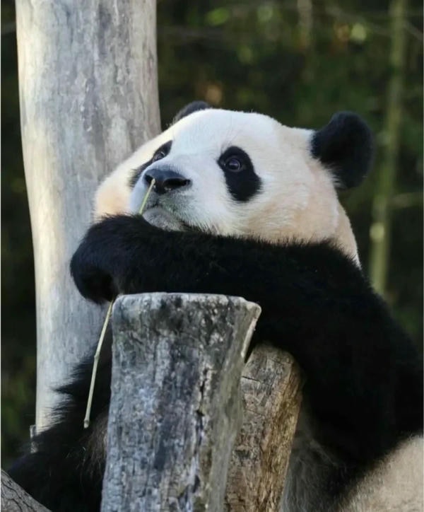 Hình ảnh gấu trúc 27