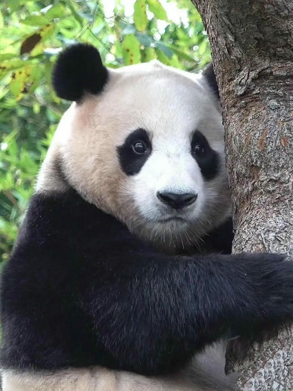 Hình ảnh gấu trúc 34