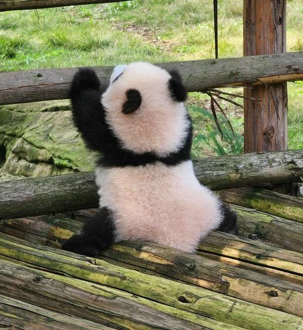 Hình ảnh gấu trúc 9