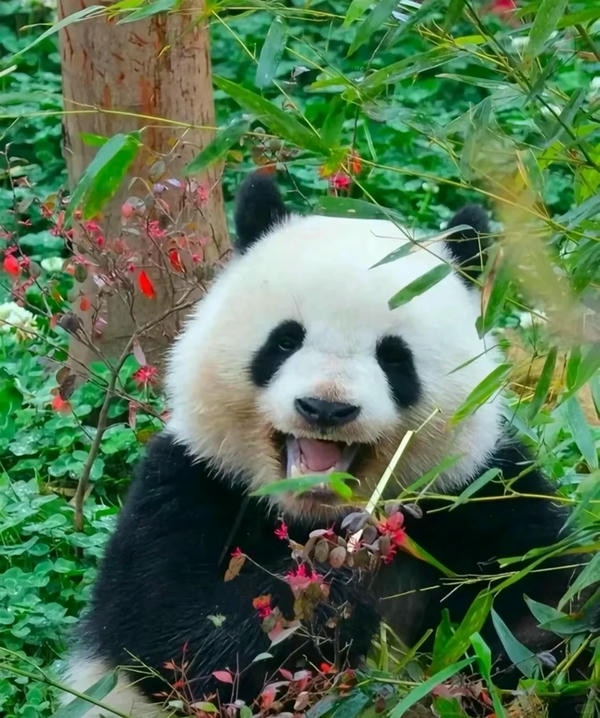 Hình ảnh gấu trúc 10