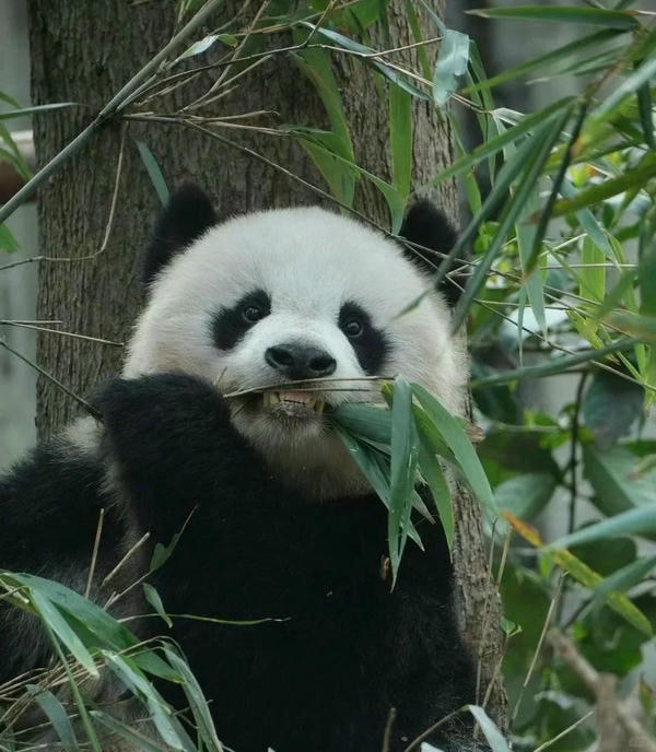 Hình ảnh gấu trúc 12