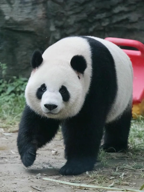 Hình ảnh gấu trúc 36