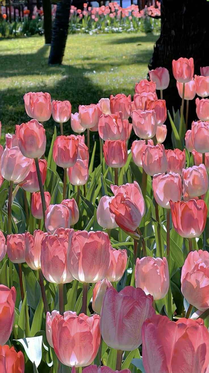 Hoa Tulip 7