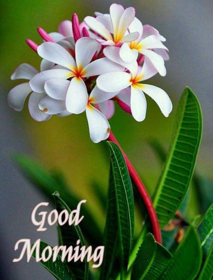 Beautiful Nature Good Morning Images 10