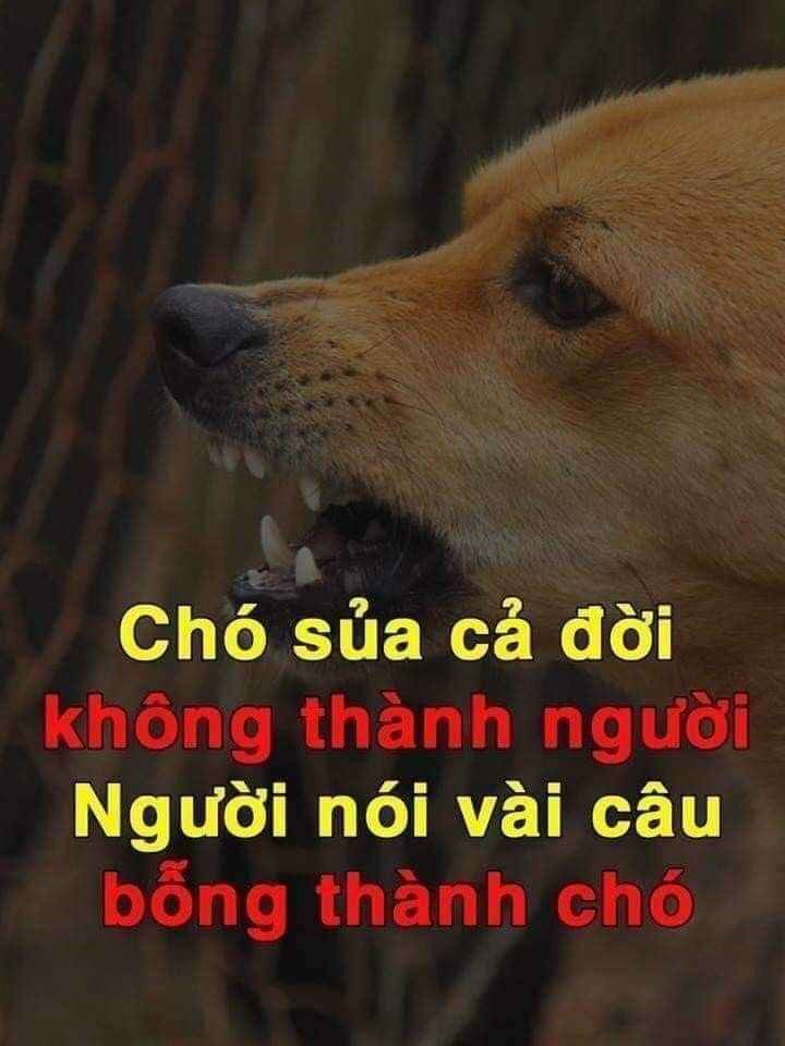 Meme Chửi 16