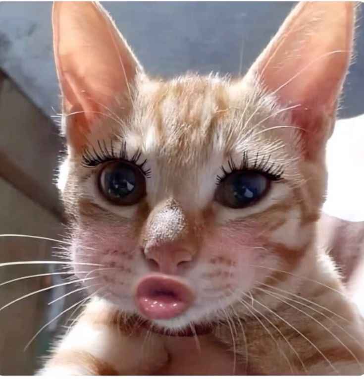 Meme Dễ Thương 15