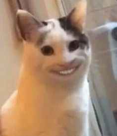 Meme mèo cười 10