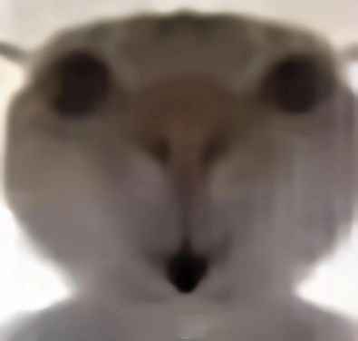 Meme mèo cười 13