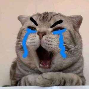 Meme mèo khóc 12