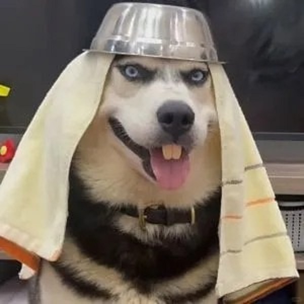 ảnh chó cười hài 34